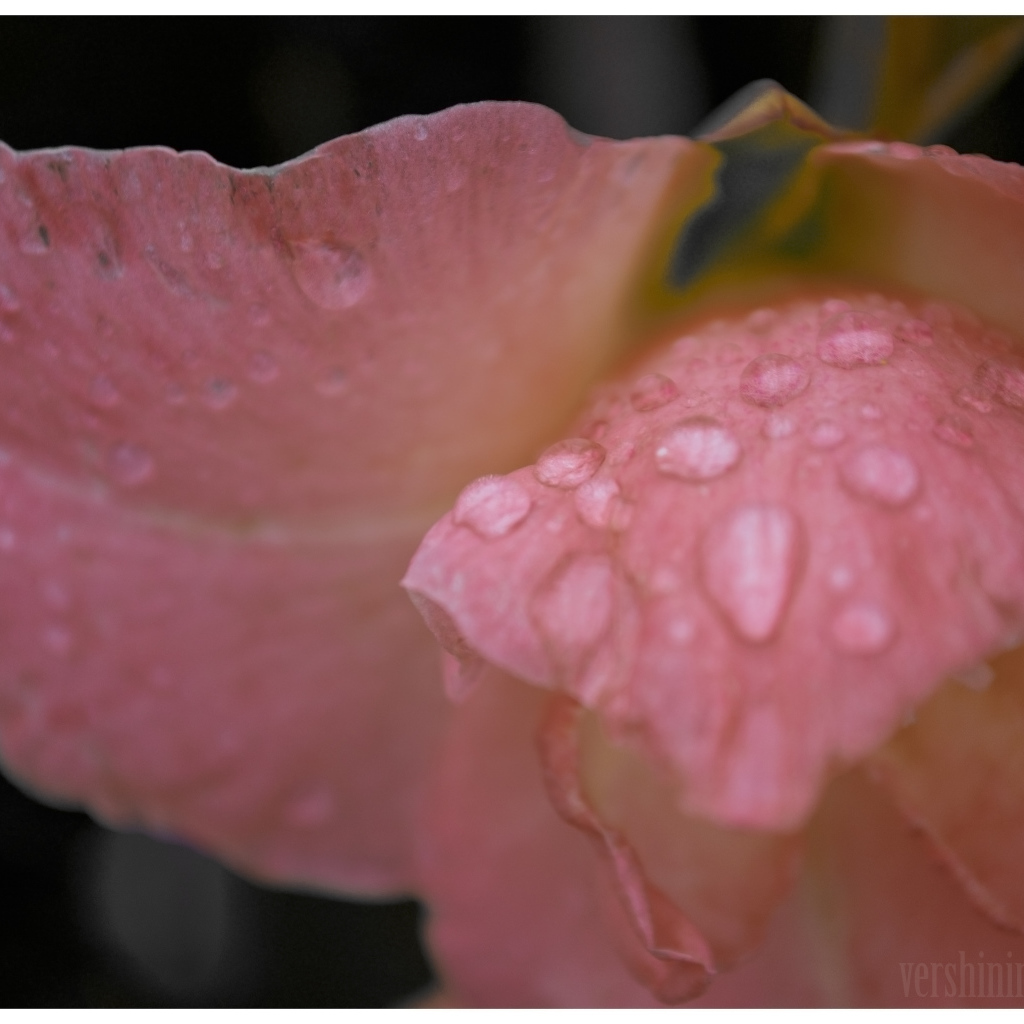 Капли росы на цветке гладиолуса