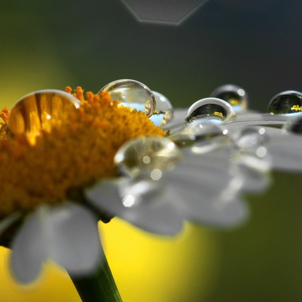 Роса на ромашке