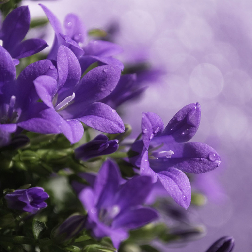 Роса на колокольчиках