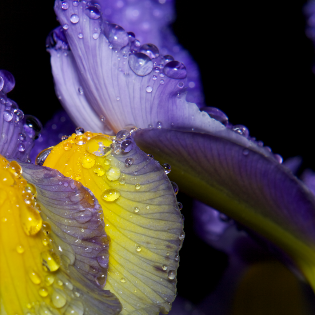 Роса на лепестках ириса