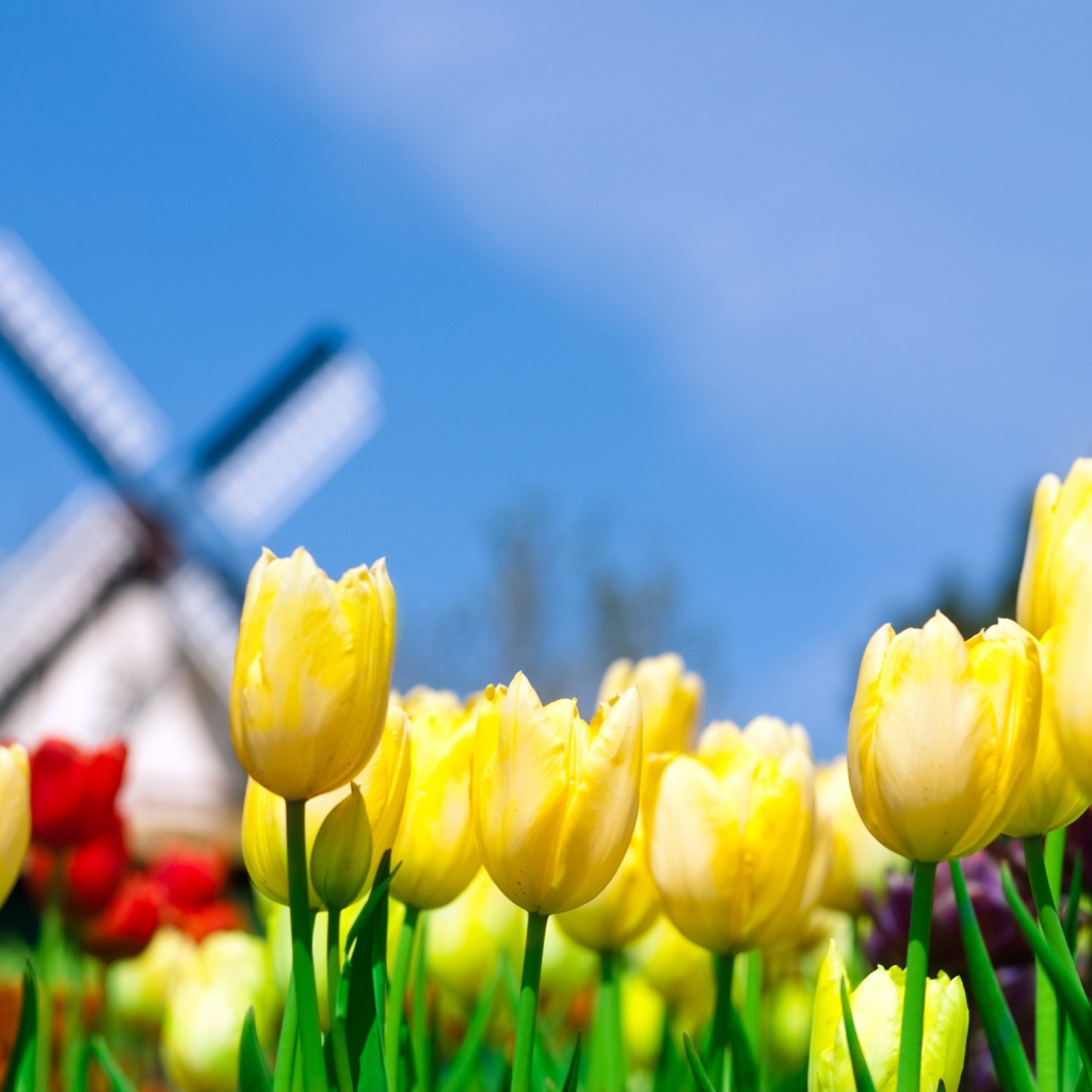 Другие цветы