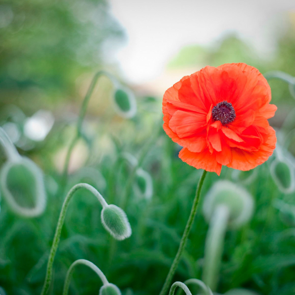 Божественный цветок красный мак