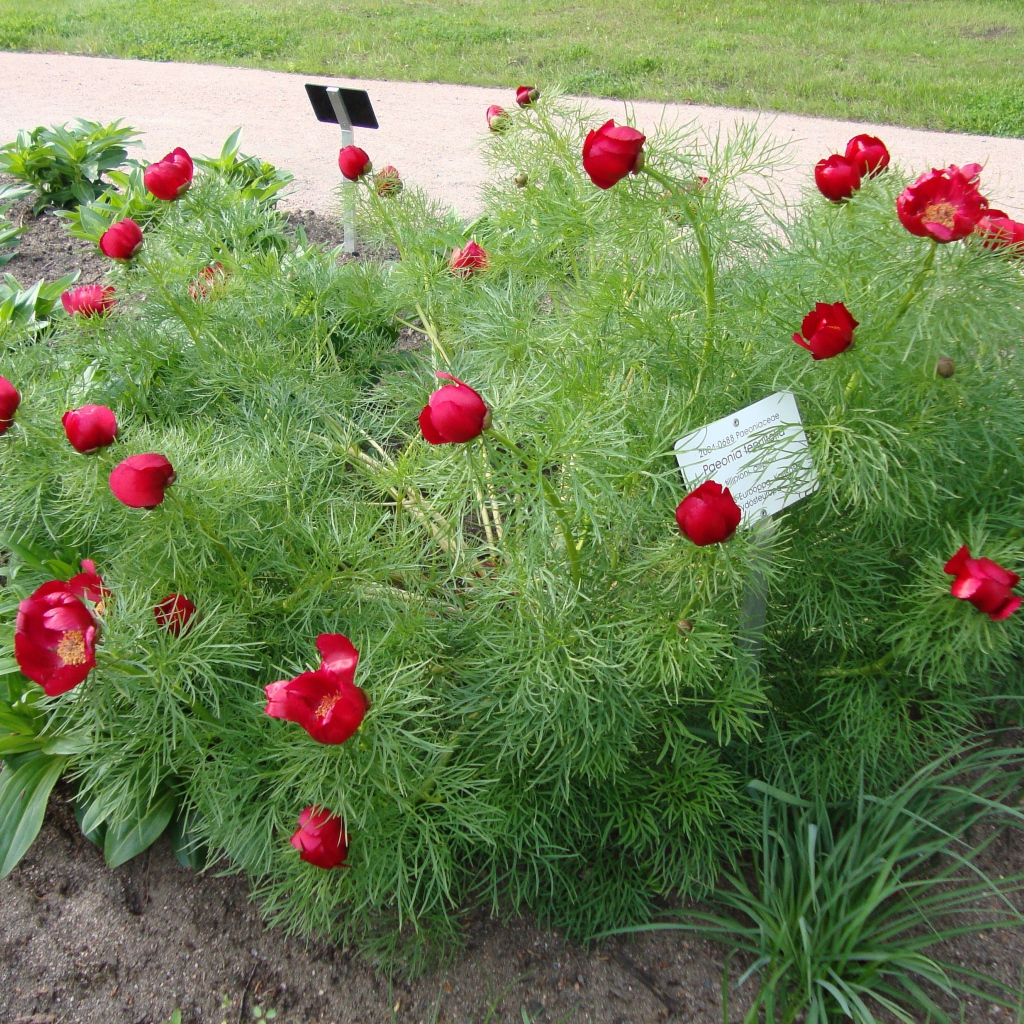 Божественные цветы пионы