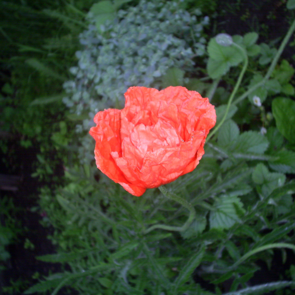 Божественный  красный мак