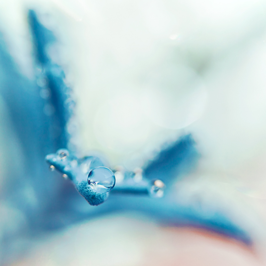 Капля на голубом лепестке