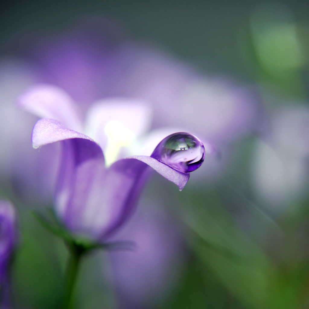 Капля на колокольчике