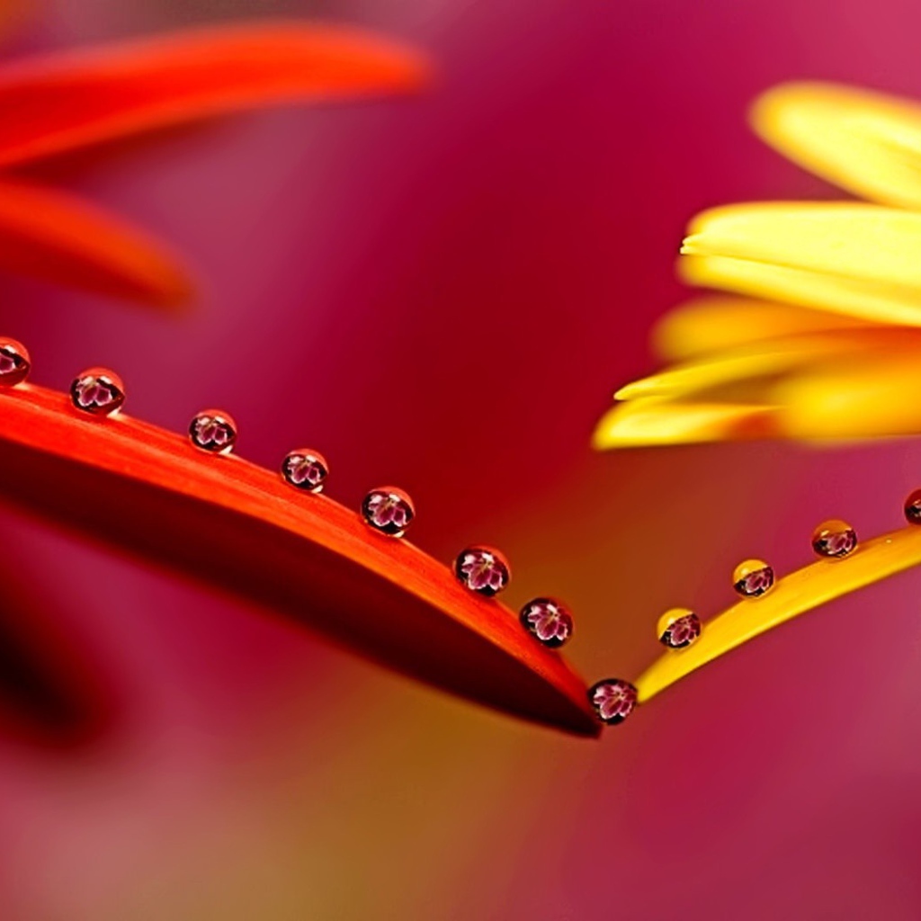 Капельки на лепестках