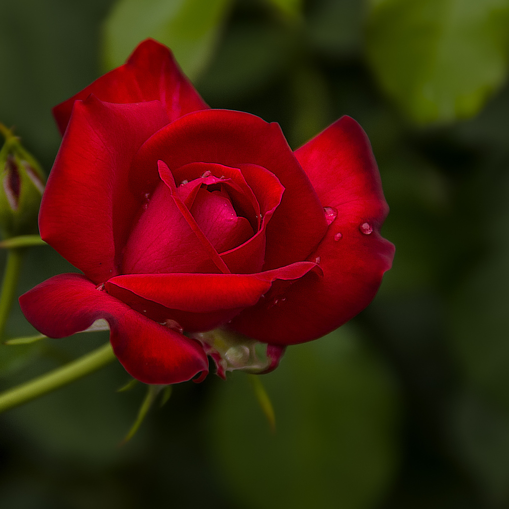 Капли воды на розе