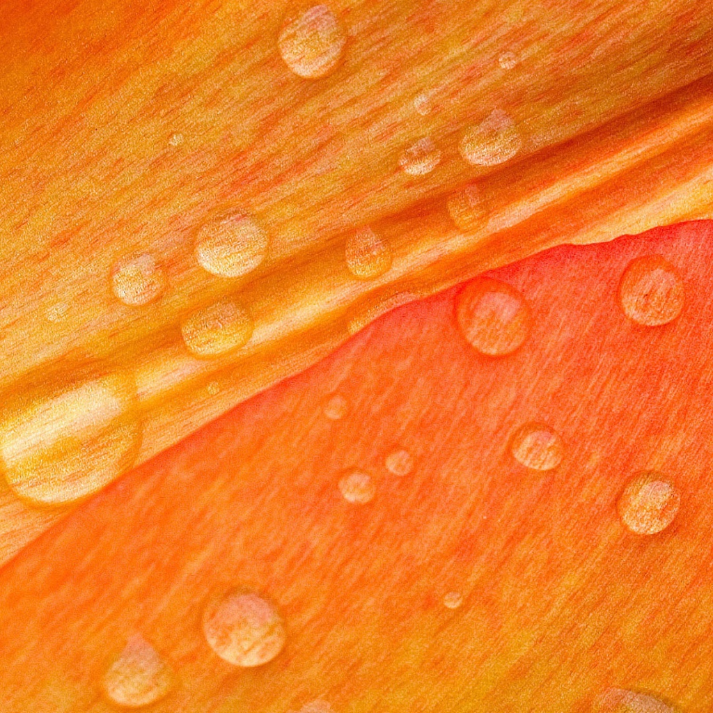 Роса на лепестке цветка