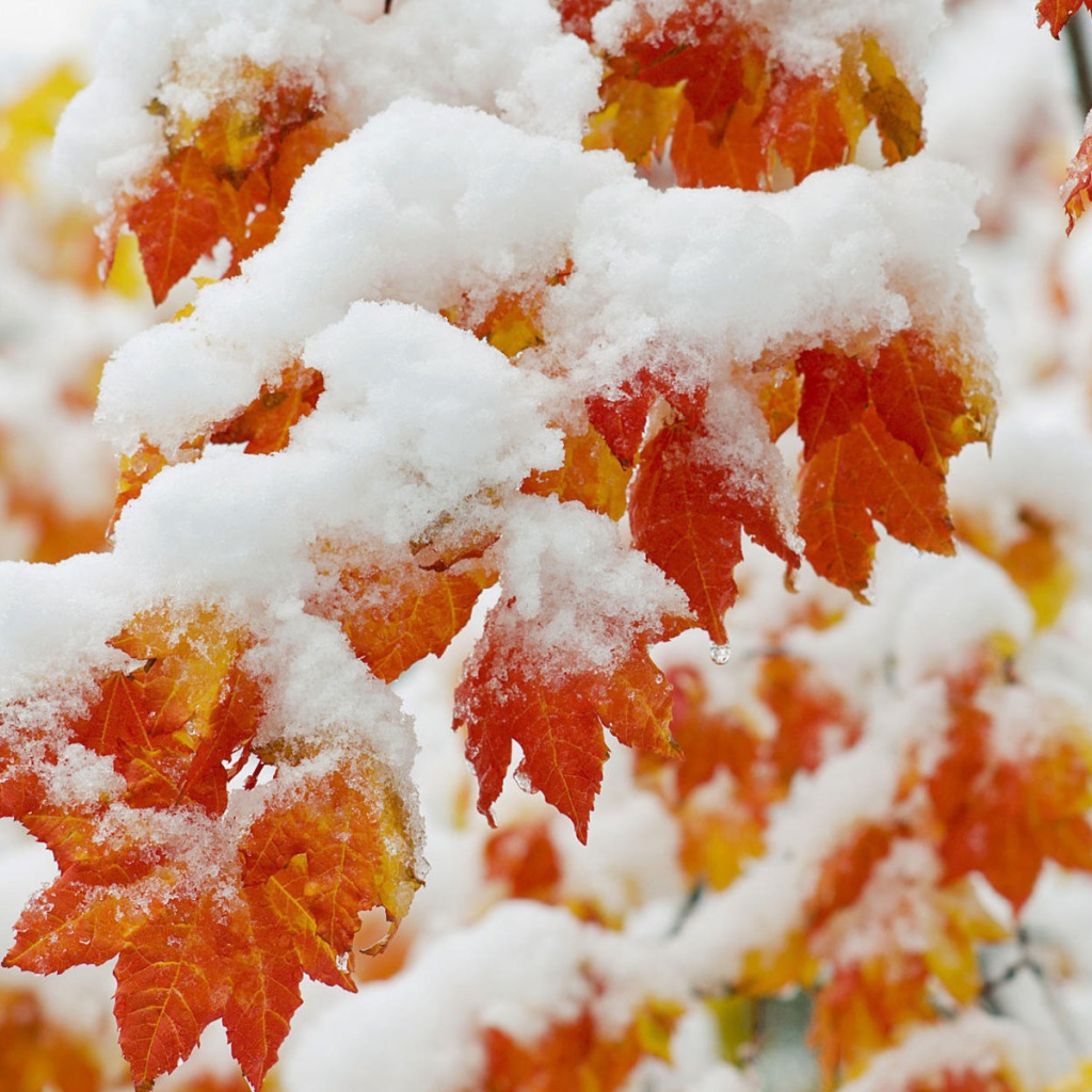 Ранний снегопад