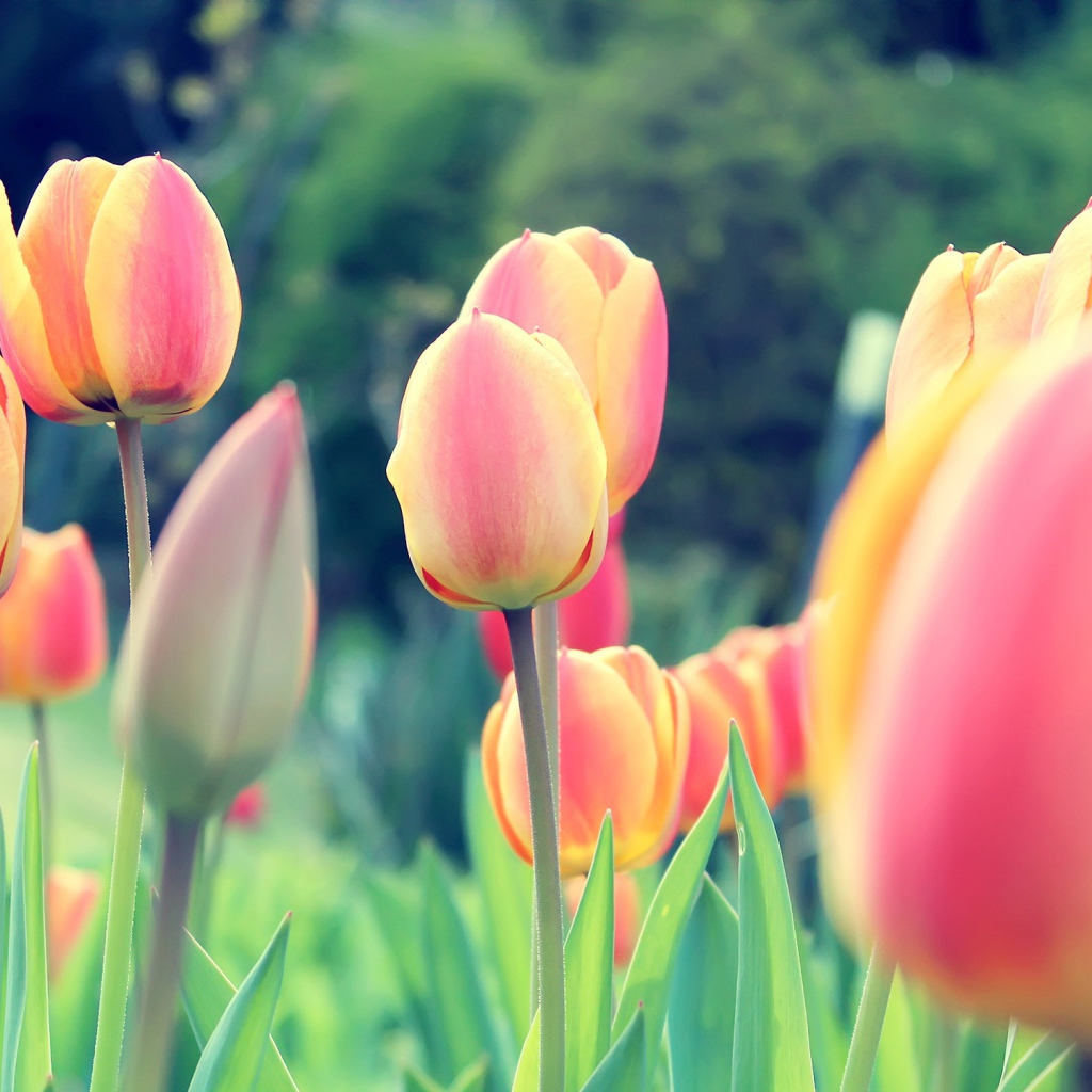 Весенние тюльпаны