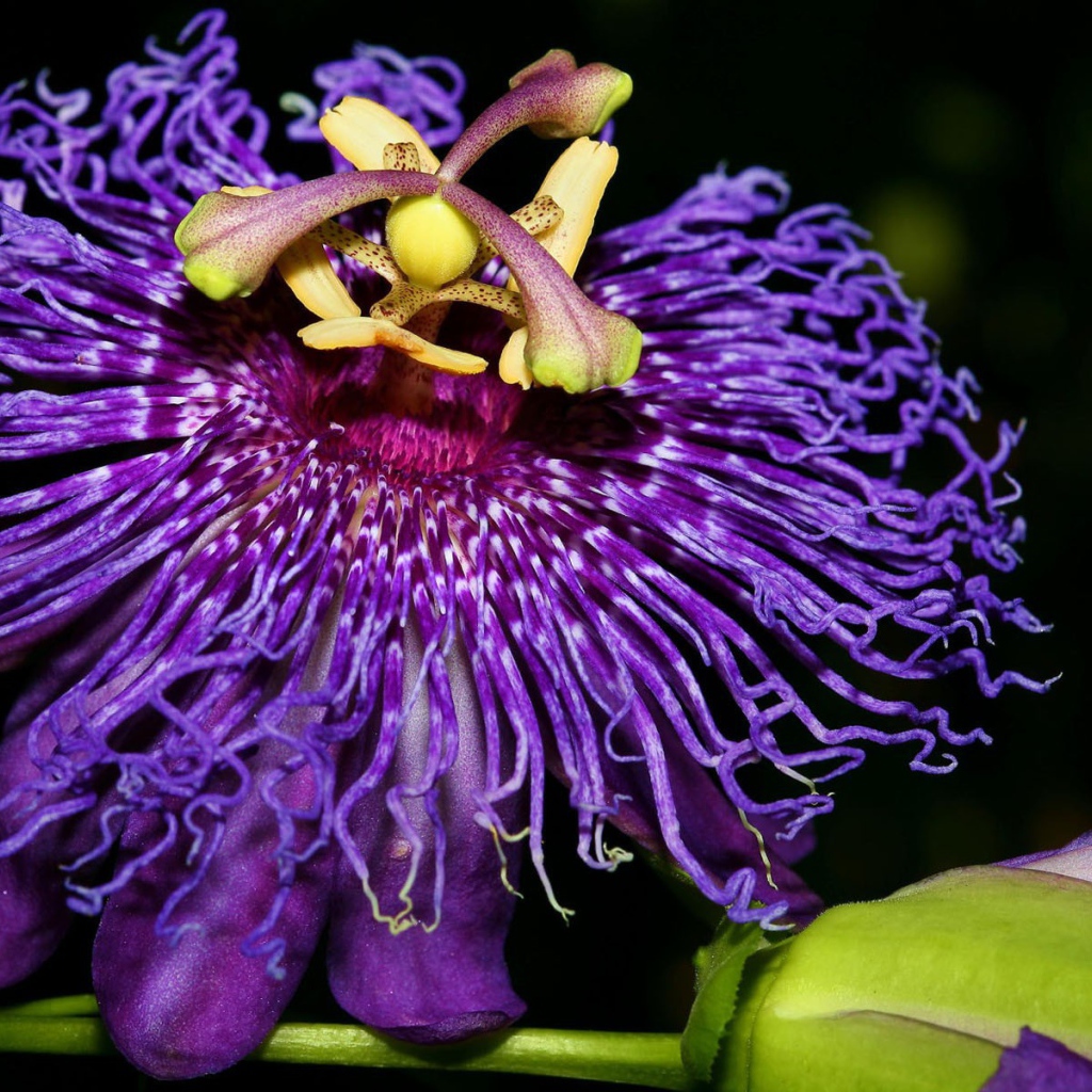 Экзотический цветок