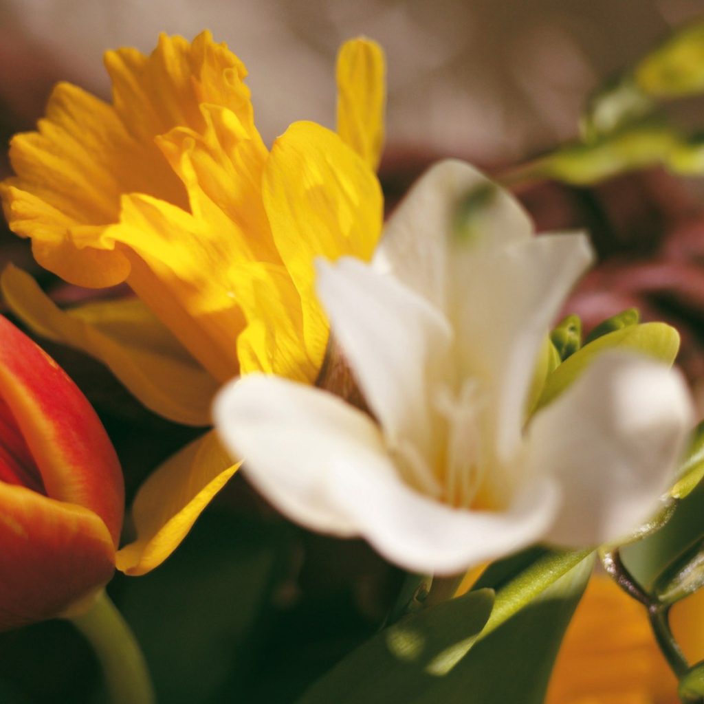 Экспозиция из цветов