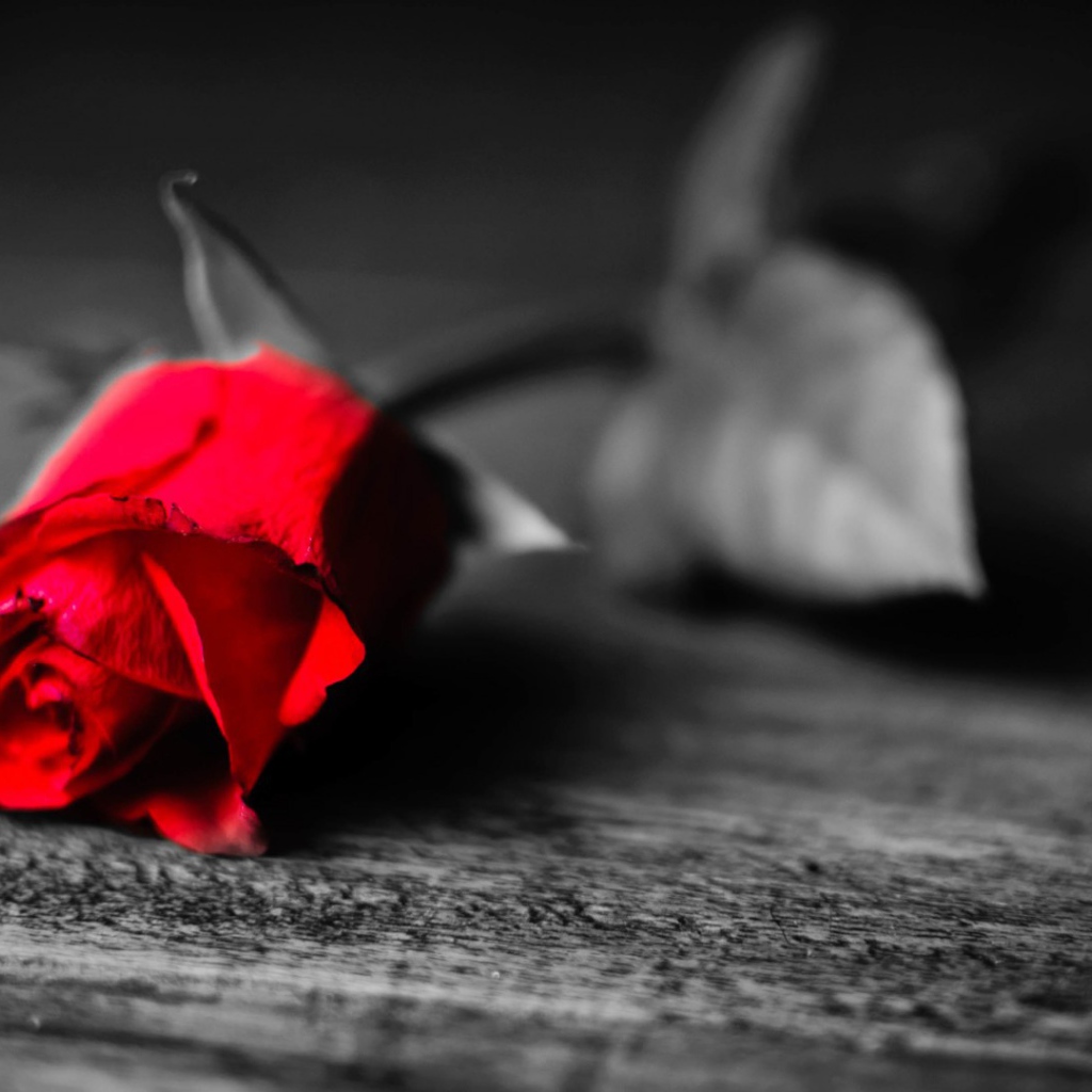 Увядающая алая роза