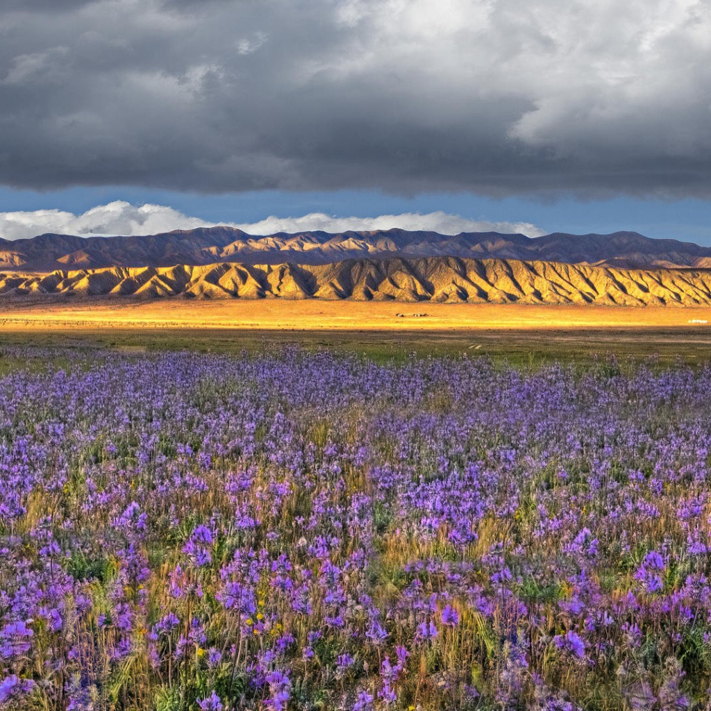 Поле синих цветов в Калифорнии