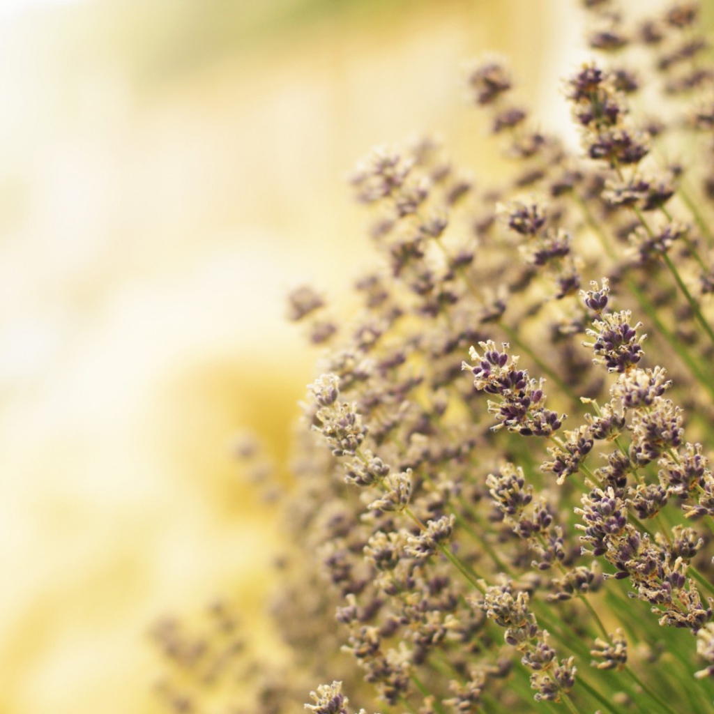 Полевая кашица