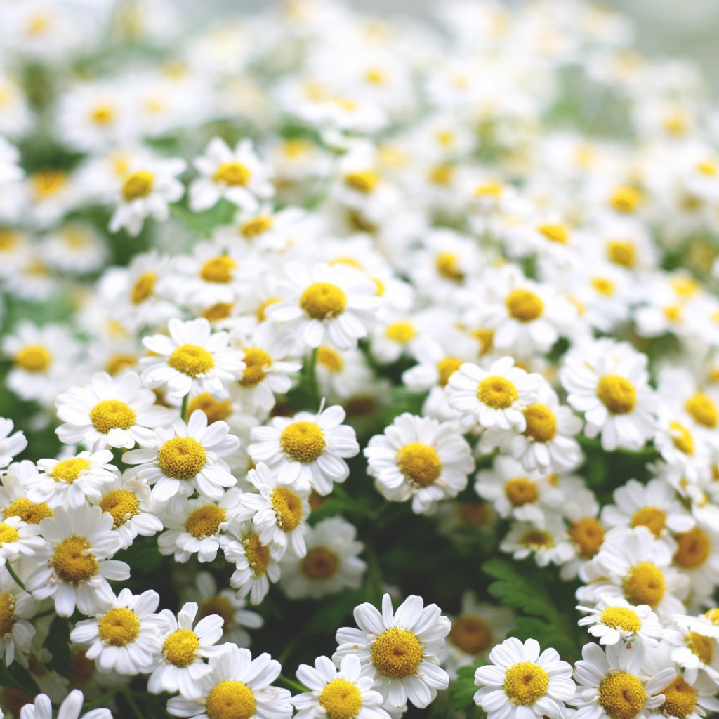 Полевые ромашки