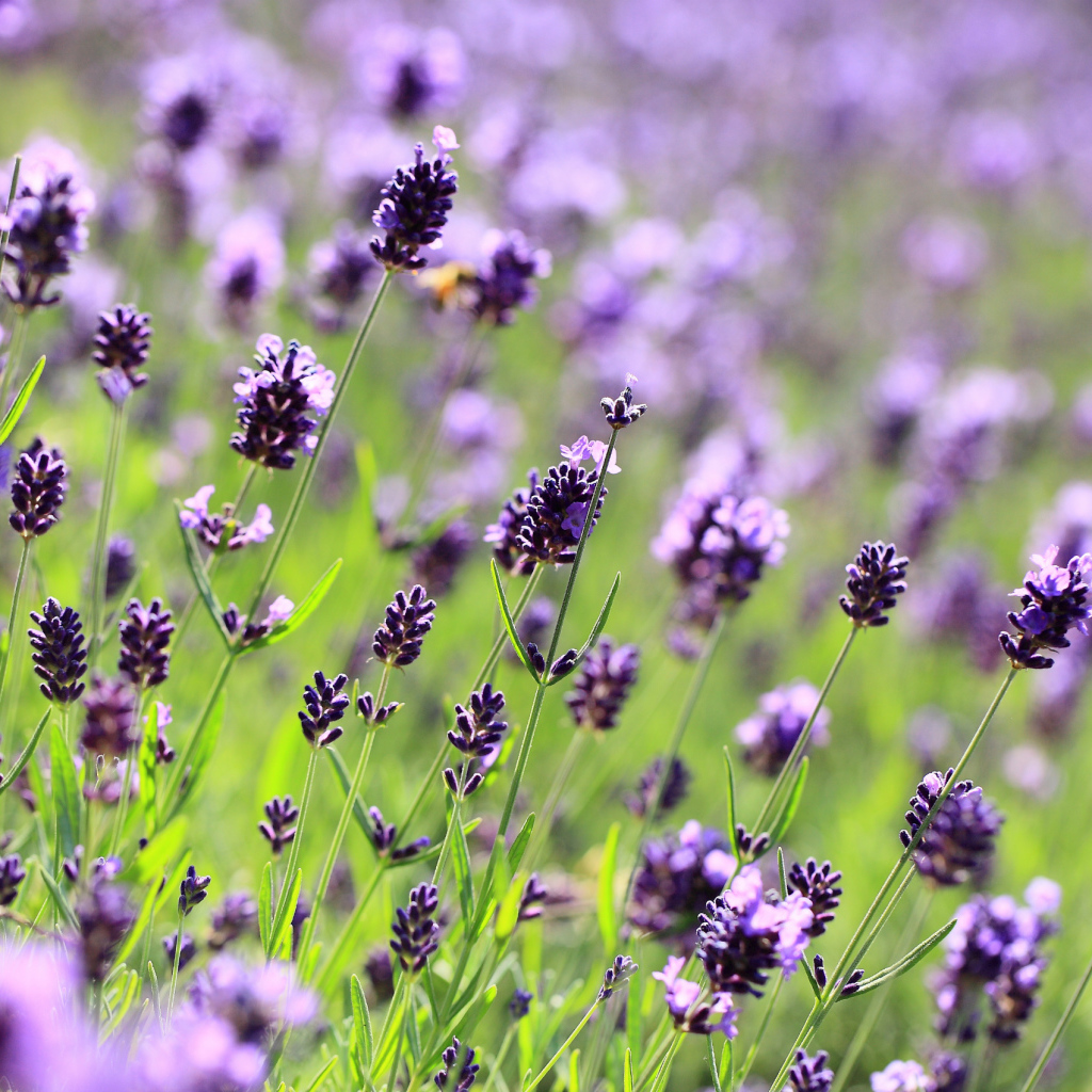 Поле лаванды