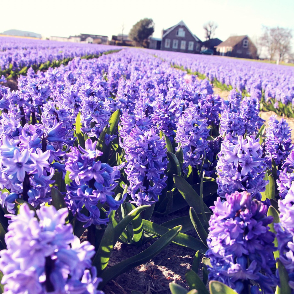 Поле сиреневых цветов