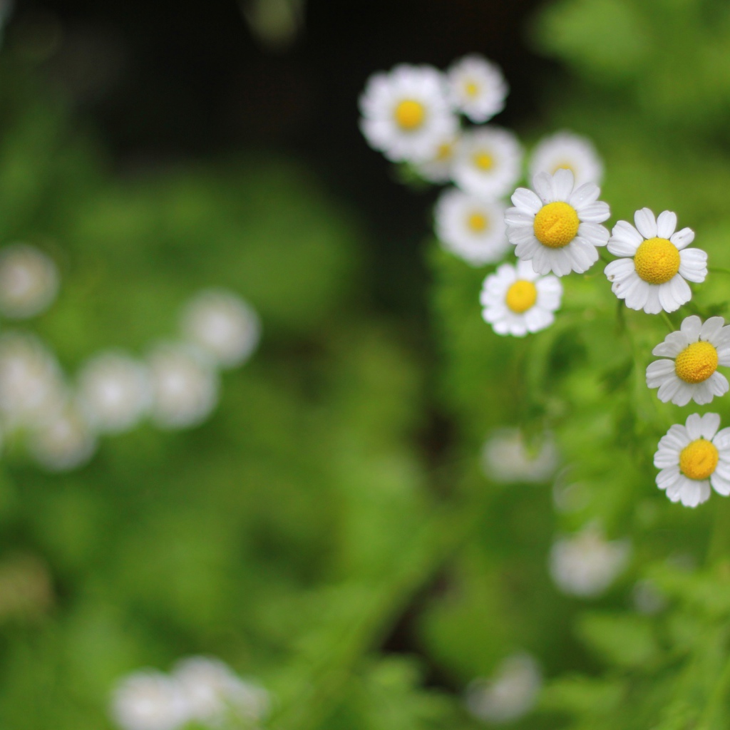 Цветы в поле