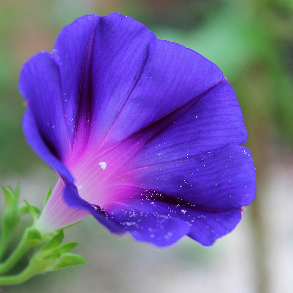 Цветок синий колокольчик