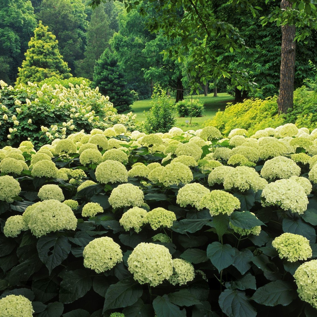 Цветочный куст в парке