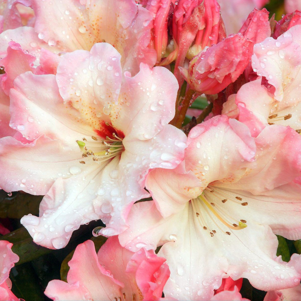 Цветочная роса