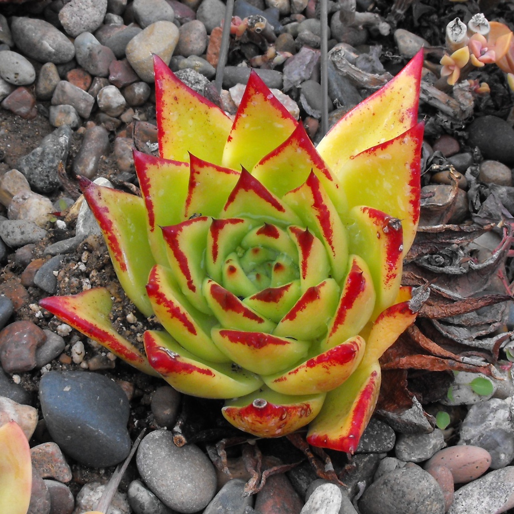 Цветок эхеверия (эчеверия)  на дачном участке