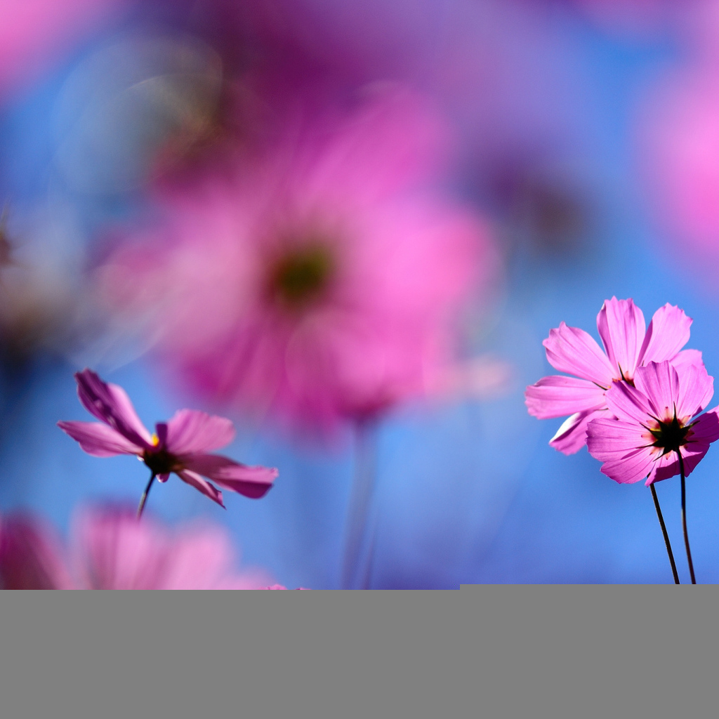 Цветок космея полевая