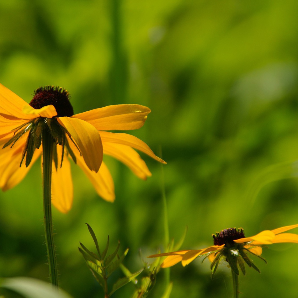 Цветок в траве