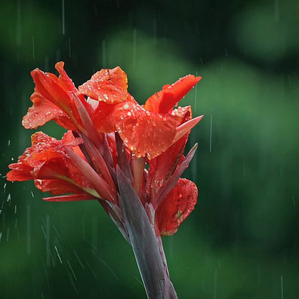 Цветок под дождем