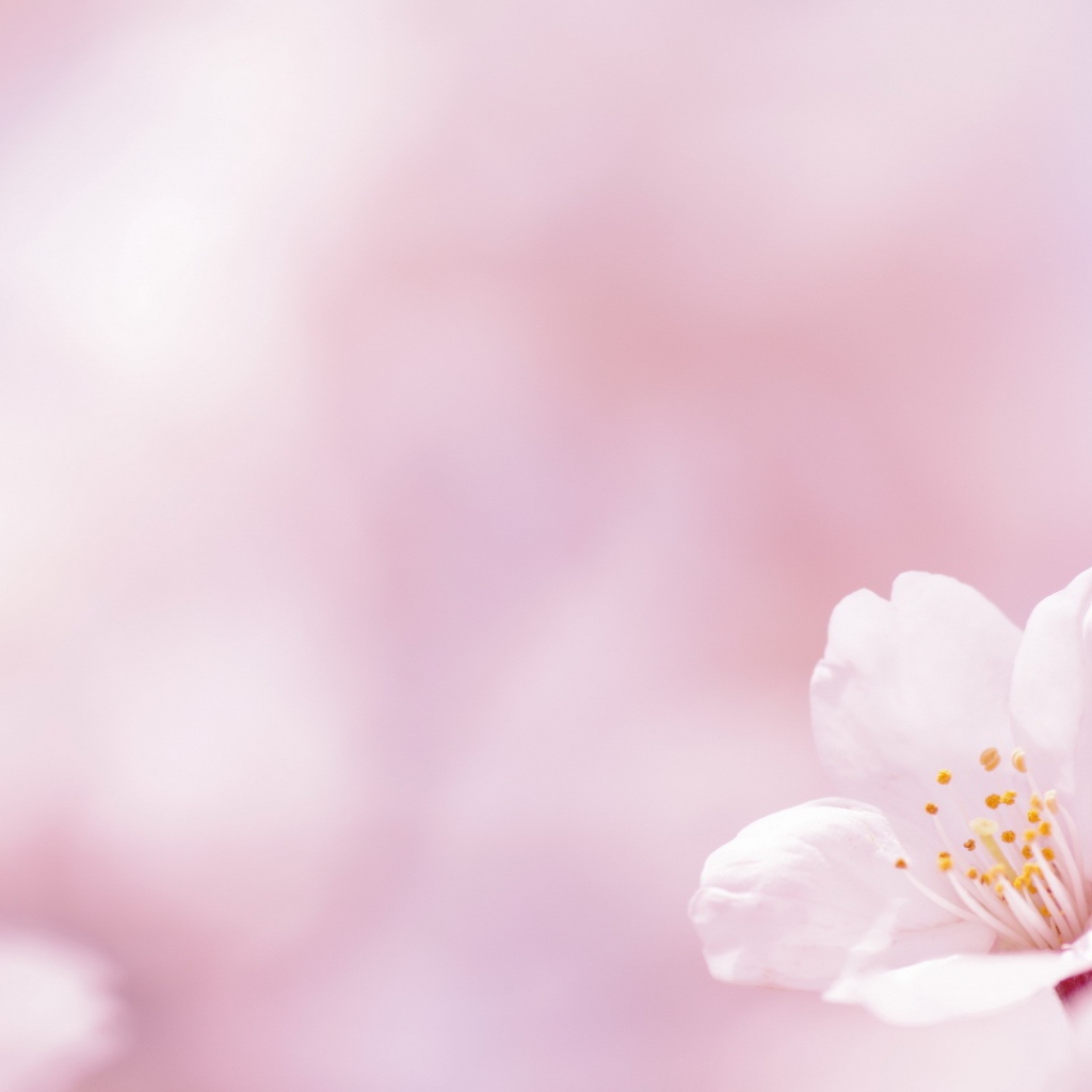 Цветок на белом фоне