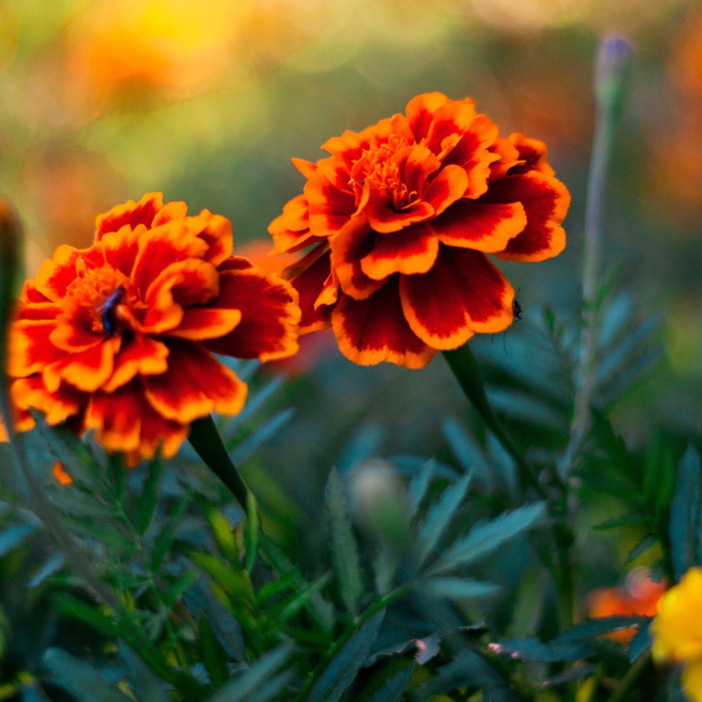 Пара цветов