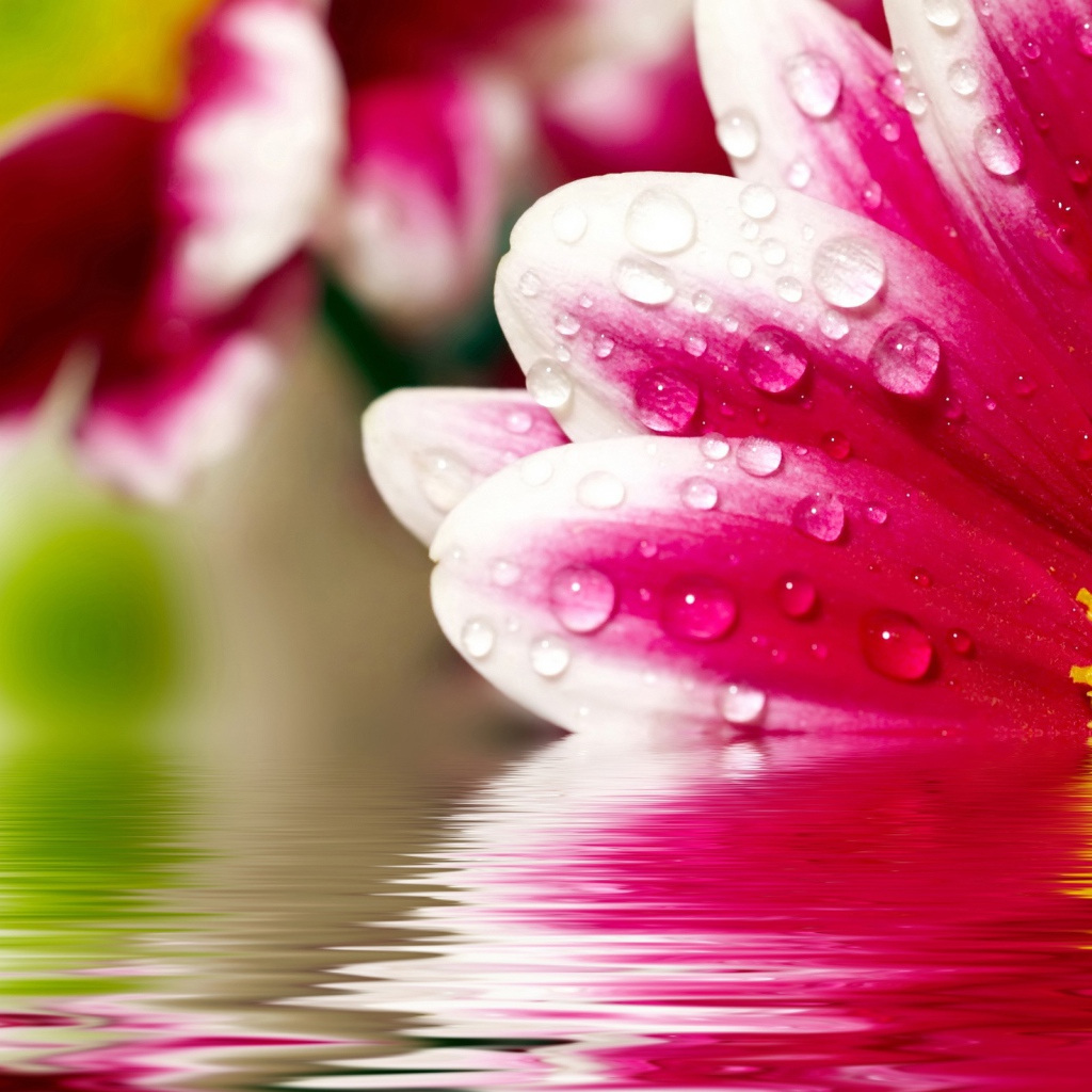 Цветочные размышления