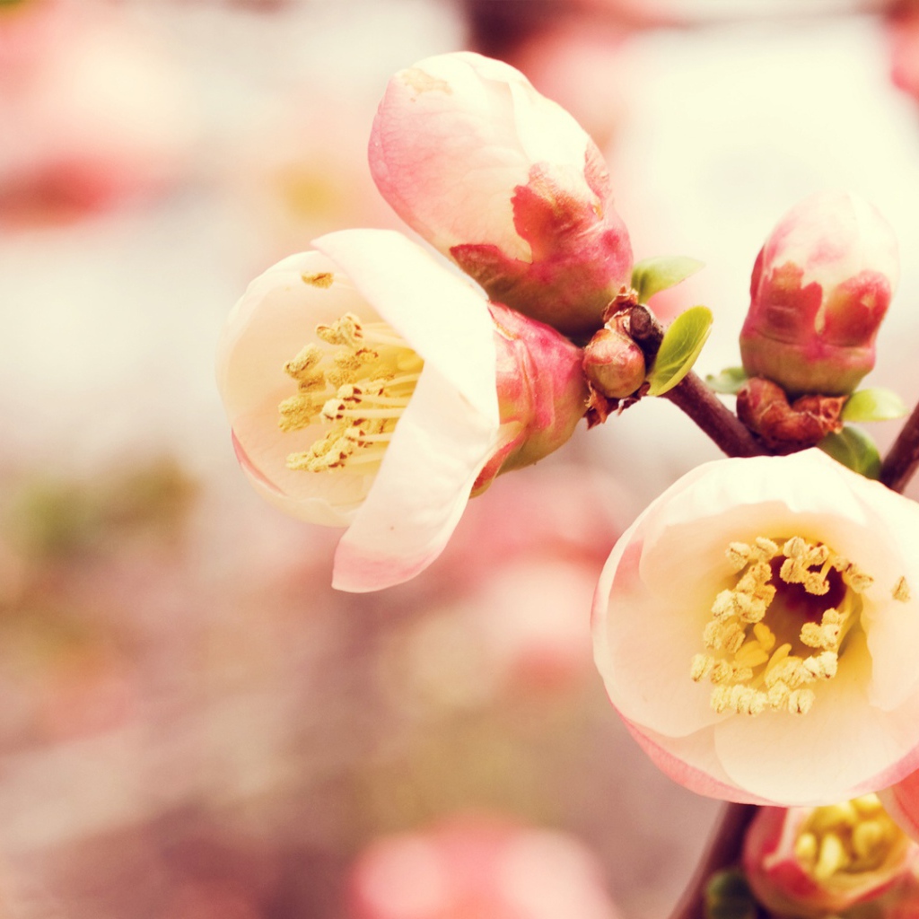 Королевство цветов