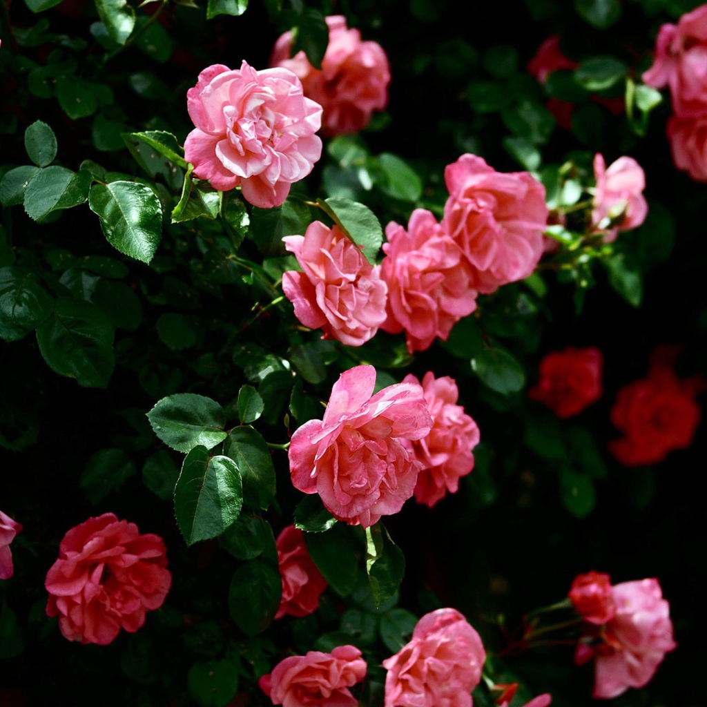 Розовые цветы