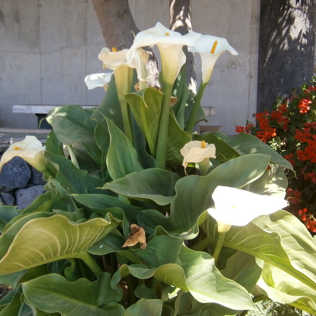 Цветки Калы