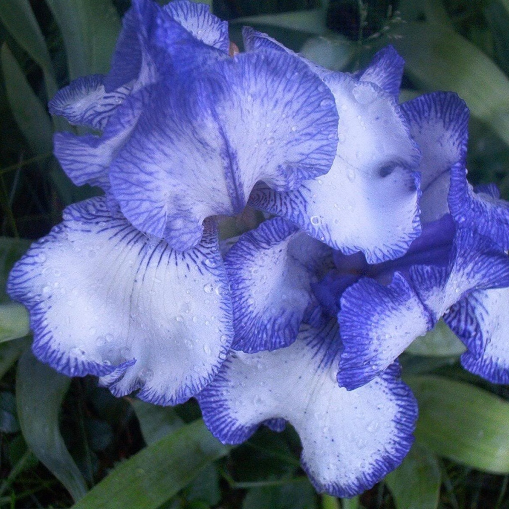 Цветы голубого ириса