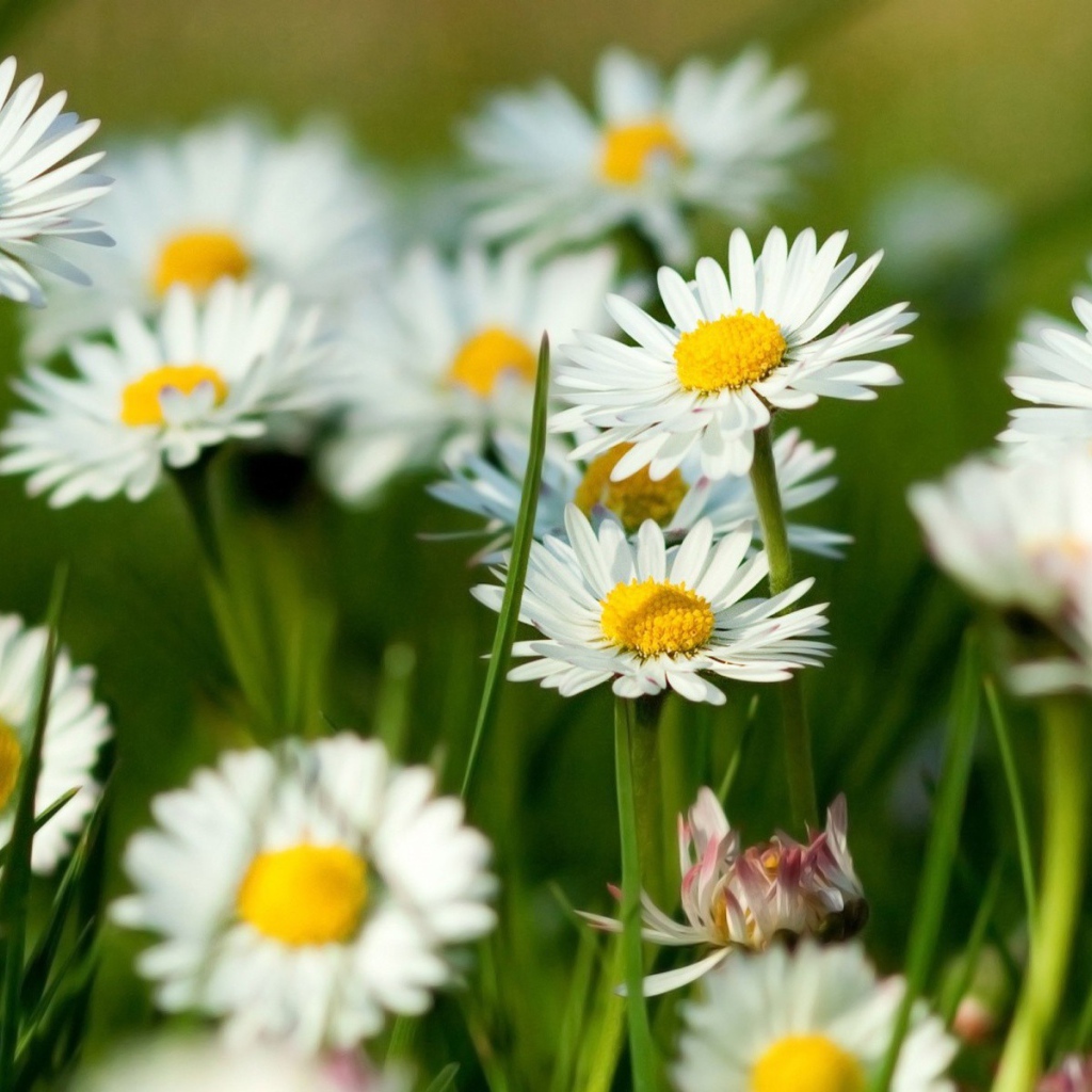 Цветы маргаритки на поляне
