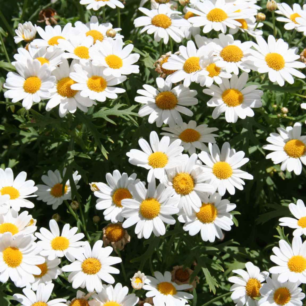 Цветы маргаритки на поляне весной