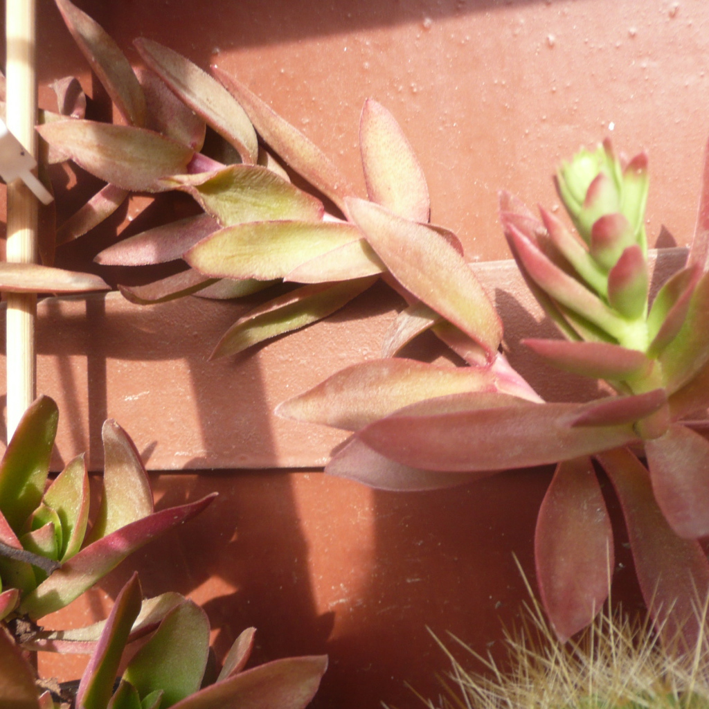 Цветы эхеверия (эчеверия) 