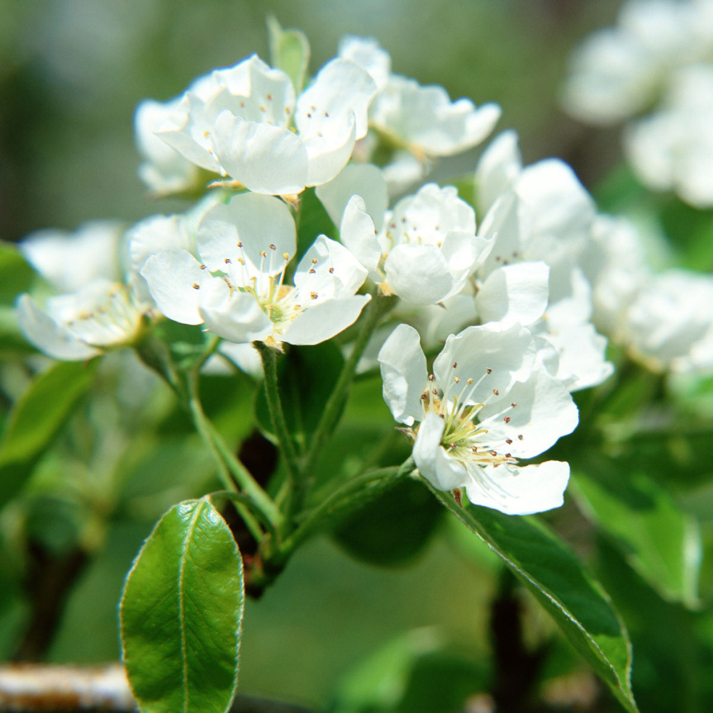 Цветки фруктового дерева