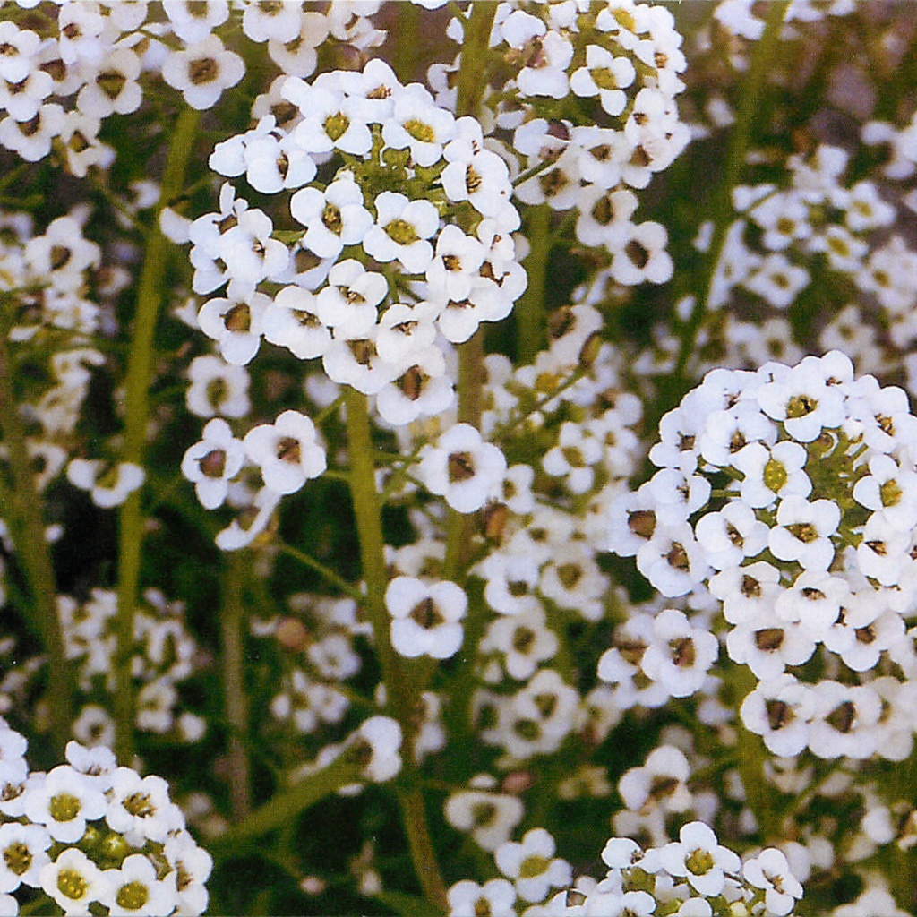 Выращивание цветов алиссум в саду