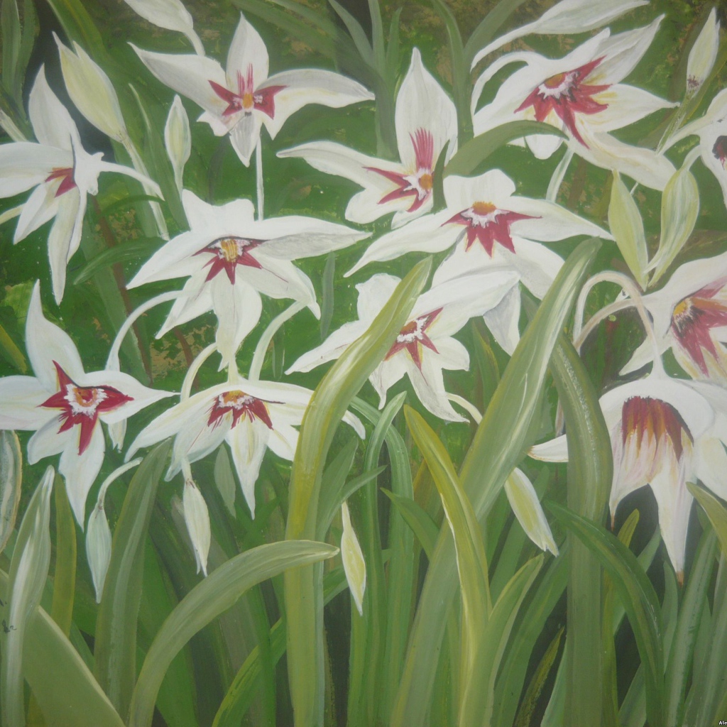 Выращивание цветов ацидантера в саду