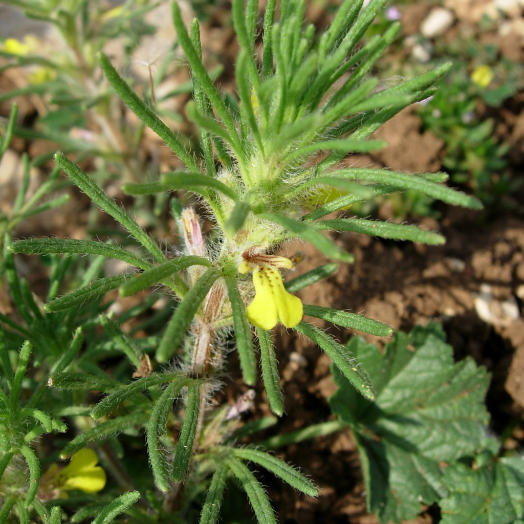 Выращивание цветов аюга в саду