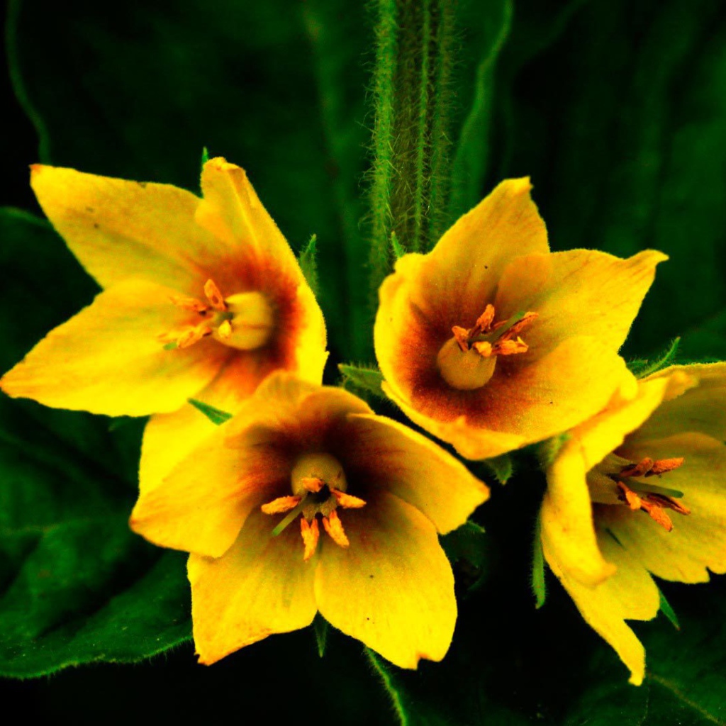 Выращивание цветов колокольчик в саду