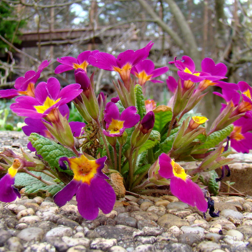 Выращивание цветов примула в саду