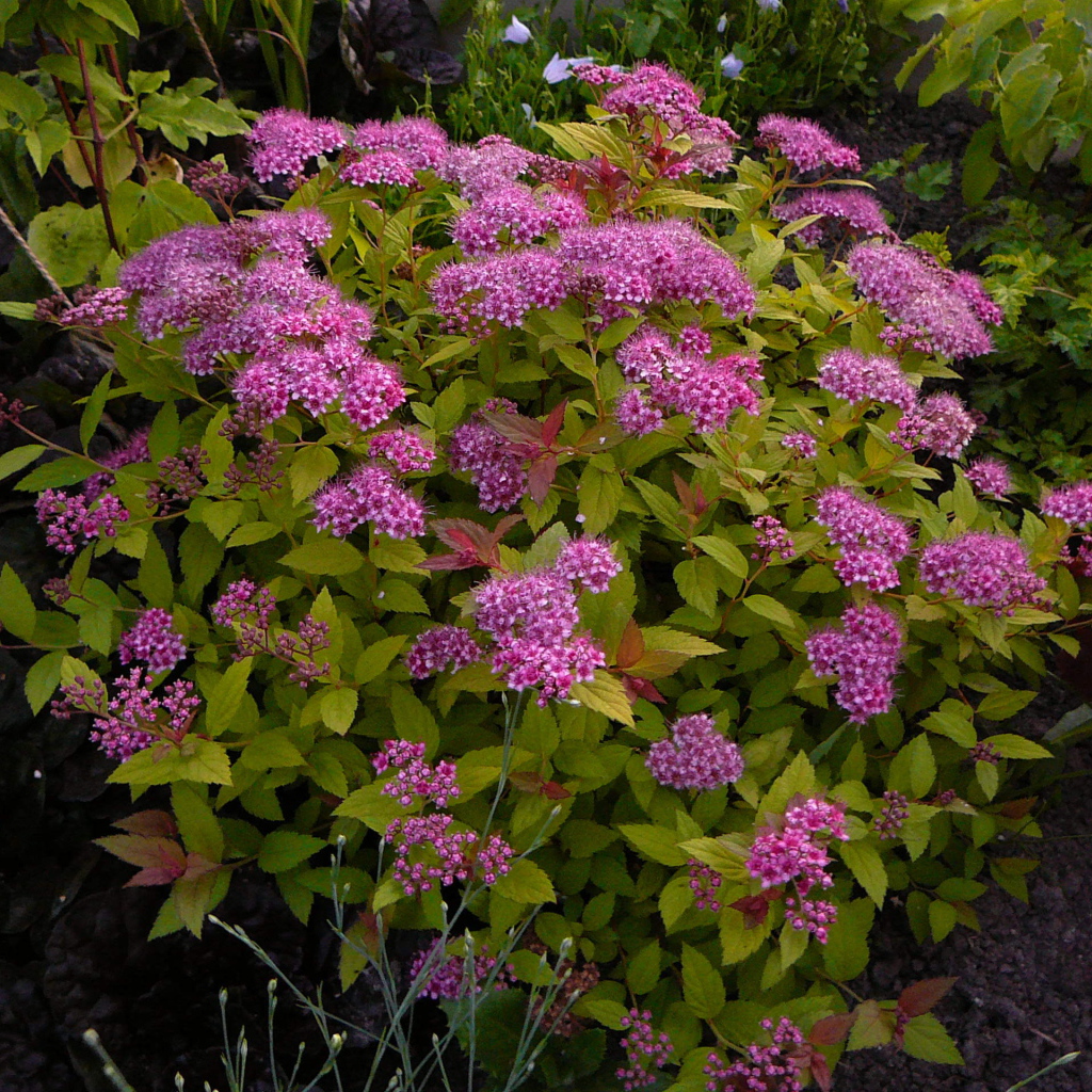 Выращивание цветов спирея в саду