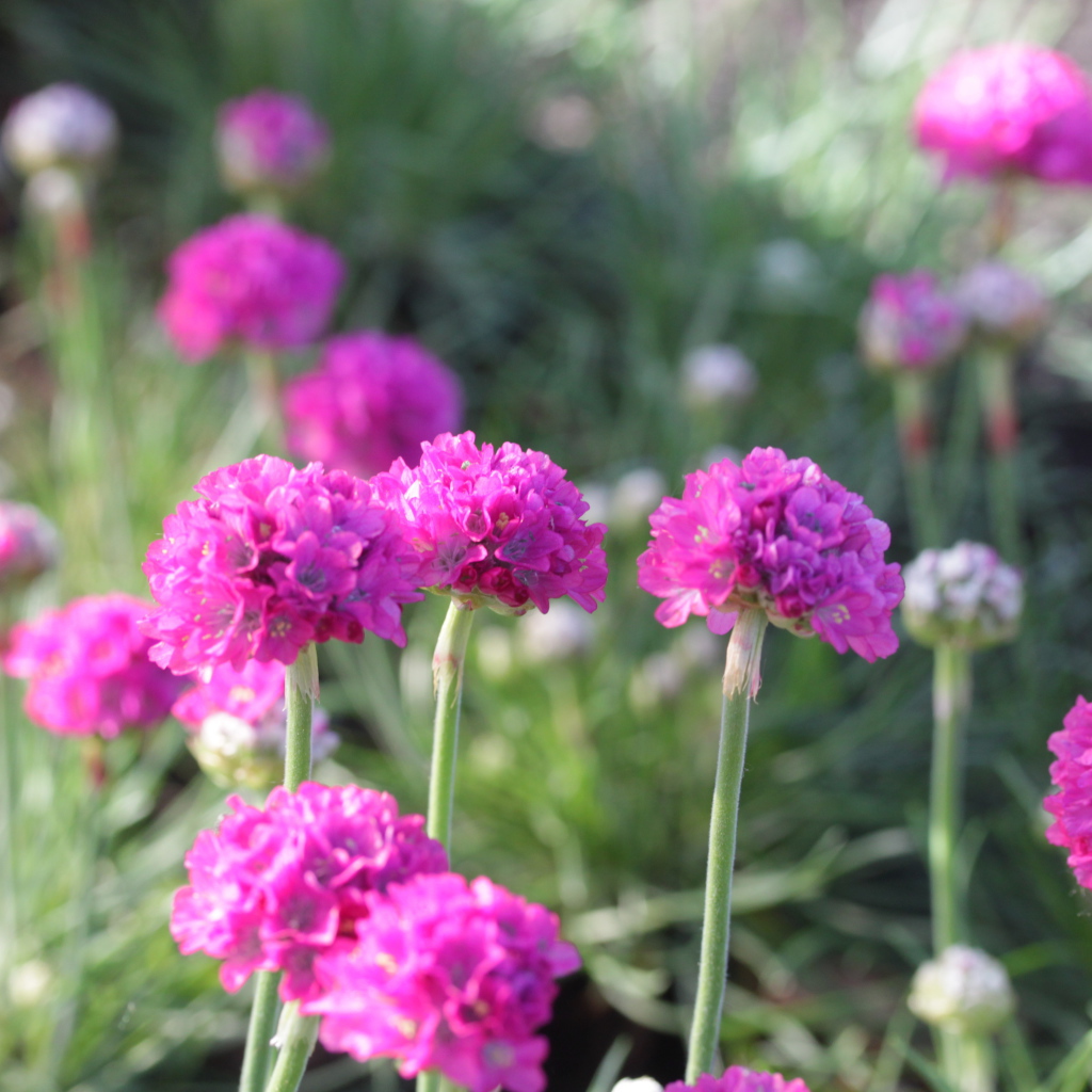 Выращивание цветов армерия в саду
