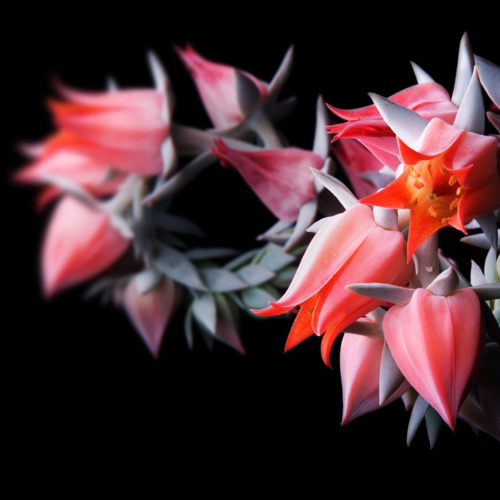 Цветы в черном